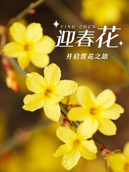 追花指南第二期！京城三月里最撩人的玉蘭觀賞地