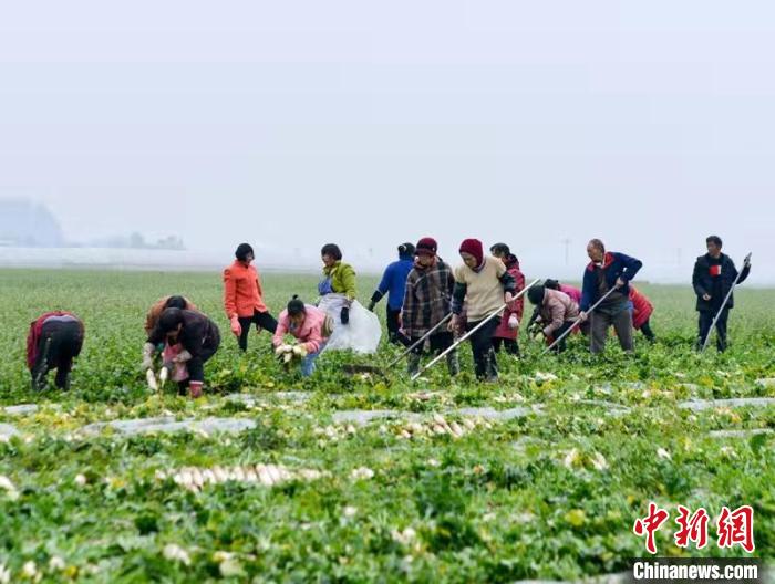 蔬菜基地工人正搶抓農(nóng)時(shí)采收蘿卜?！?汪澤民 攝