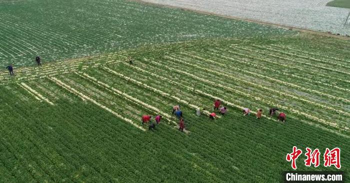蔬菜基地工人正搶抓農(nóng)時(shí)采收蘿卜?！?彭圣洲 攝