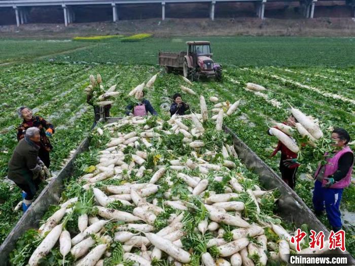 蔬菜基地工人正搶抓農(nóng)時(shí)采收蘿卜?！?汪澤民 攝