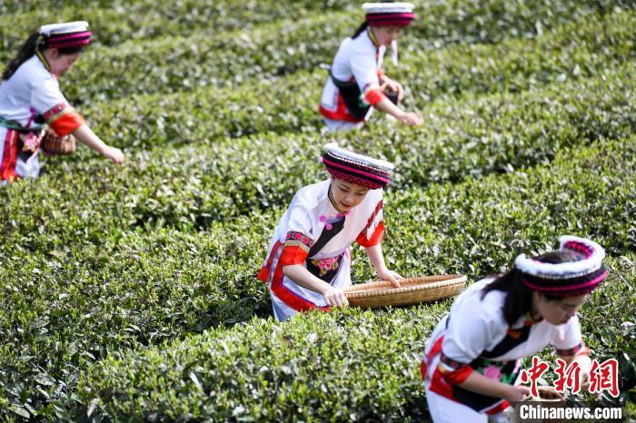 白族村民在茶園采摘。　楊華峰 攝
