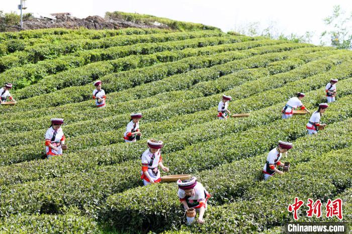 眾多白族村民身著民族服飾走進(jìn)茶園采摘?！钊A峰 攝