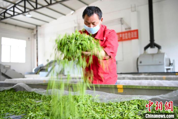 村民將茶葉攤青晾干。　楊華峰 攝