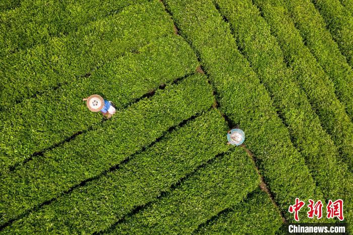 茶農(nóng)正在采摘新鮮茶葉?！√普?攝