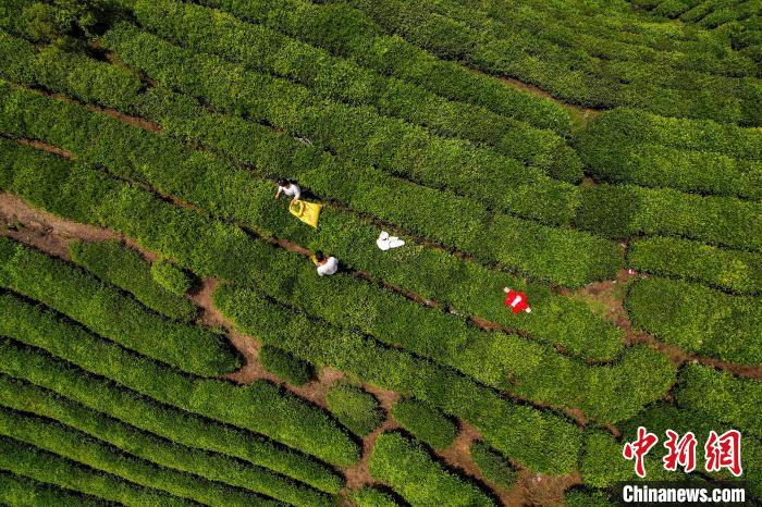 茶農(nóng)正在采摘新鮮茶葉。　唐哲 攝