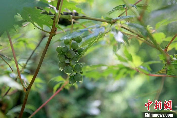 野生動(dòng)物在北京：如何筑牢生物多樣性“保護(hù)網(wǎng)”？