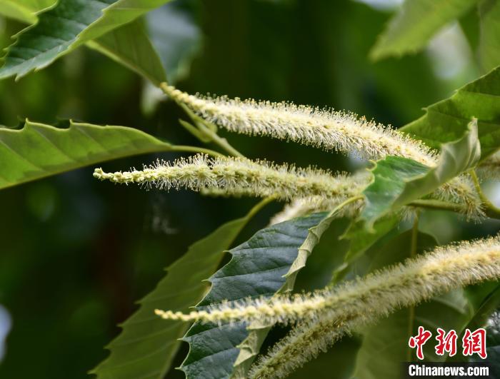 毛茸茸的栗花。　郝云崎 攝