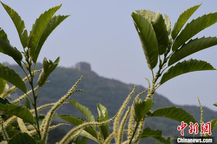 長城腳下，“栗”花盛開?！『略破?攝