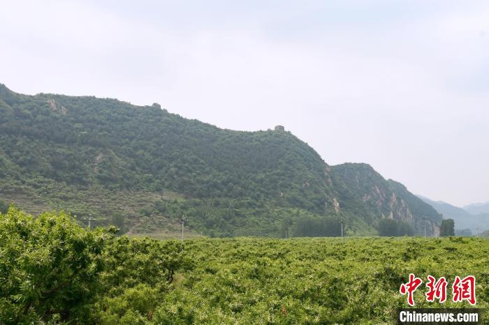 長城腳下萬畝栗花綻放，散發(fā)出淡淡清香?！『略破?攝