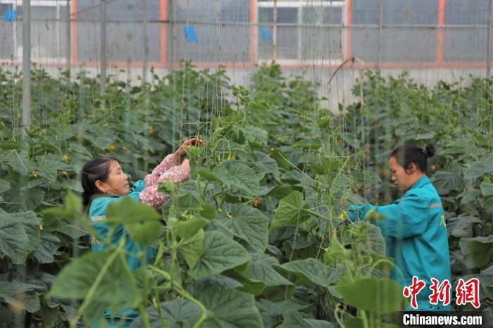 在一農企的蔬菜大棚內，拿山鎮(zhèn)溝邊村洲頭組村民羅梅華和工友給黃瓜人工授粉?！⒘?攝