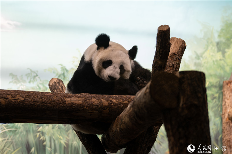 無(wú)比可愛的大熊貓“丁丁”。人民網(wǎng)記者 翁奇羽攝
