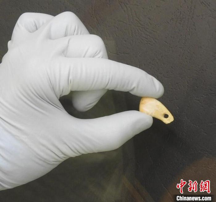 打孔鹿牙墜飾提取DNA后(圖片來自馬克斯·普朗克演化人類學(xué)研究所)?！∈┢樟指瘛ぷ匀?供圖