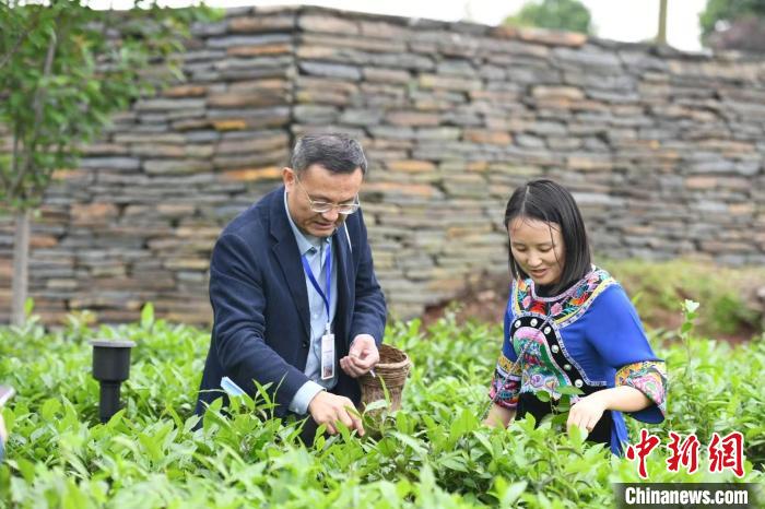 東盟國家媒體記者在辰龍關(guān)茶園采茶?！钊A峰 攝