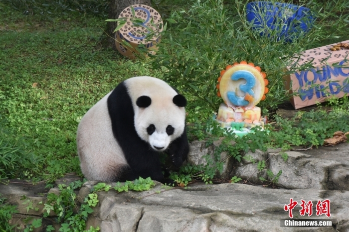 當(dāng)?shù)貢r(shí)間8月21日，旅美大熊貓幼崽“小奇跡”迎來(lái)3周歲生日。華盛頓國(guó)家動(dòng)物園給“小奇跡”舉辦了“生日派對(duì)”，眾多游客前來(lái)給“小奇跡”慶生。<a target='_blank' href='/'><p  align=