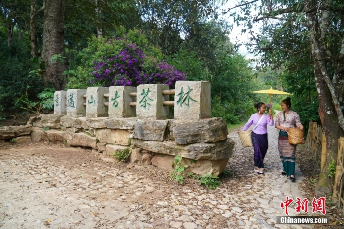 普洱景邁山古茶林文化景觀位于中國云南省普洱市瀾滄拉祜族自治縣惠民鎮(zhèn)。<a target='_blank' href='/' _fcksavedurl='/'><p  align=