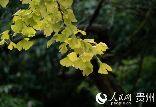 觀山湖公園秋意漸濃。人民網(wǎng) 陽(yáng)茜攝