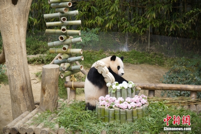 資料圖：旅韓大熊貓“福寶”。<a target='_blank' href='/'><p  align=