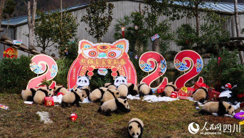 熊貓寶寶賀新春、迎冬奧。李傳有攝