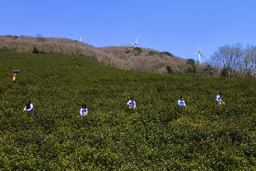 茶農(nóng)們搶抓晴好天氣采摘春茶。楊云中攝