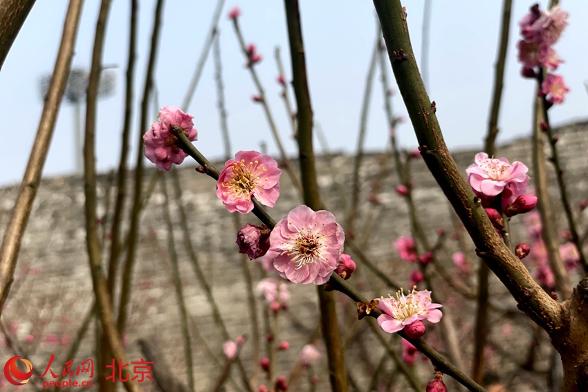 明城墻遺址公園梅花初綻。 人民網(wǎng) 池夢(mèng)蕊攝
