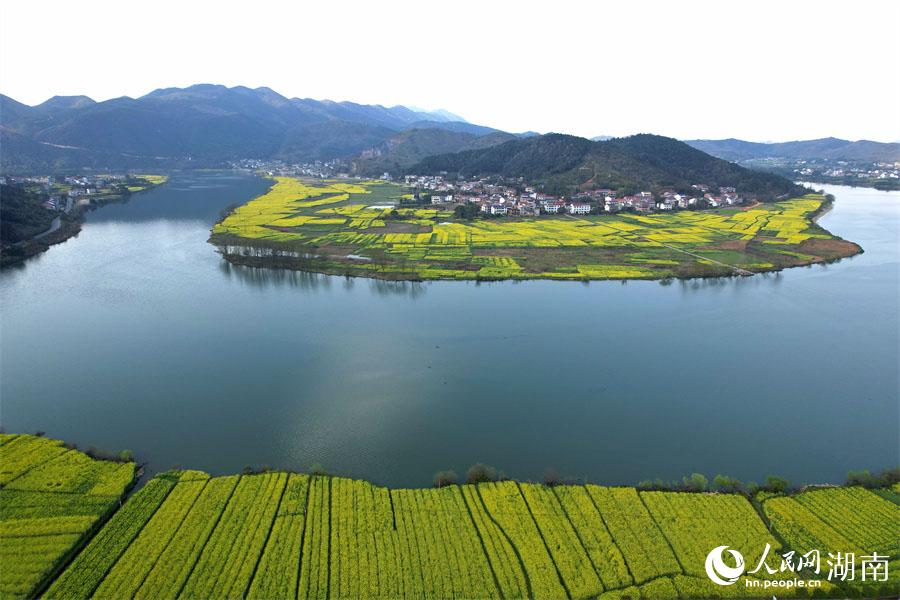 春江水暖，油菜花開(kāi)。人民網(wǎng) 李芳森攝