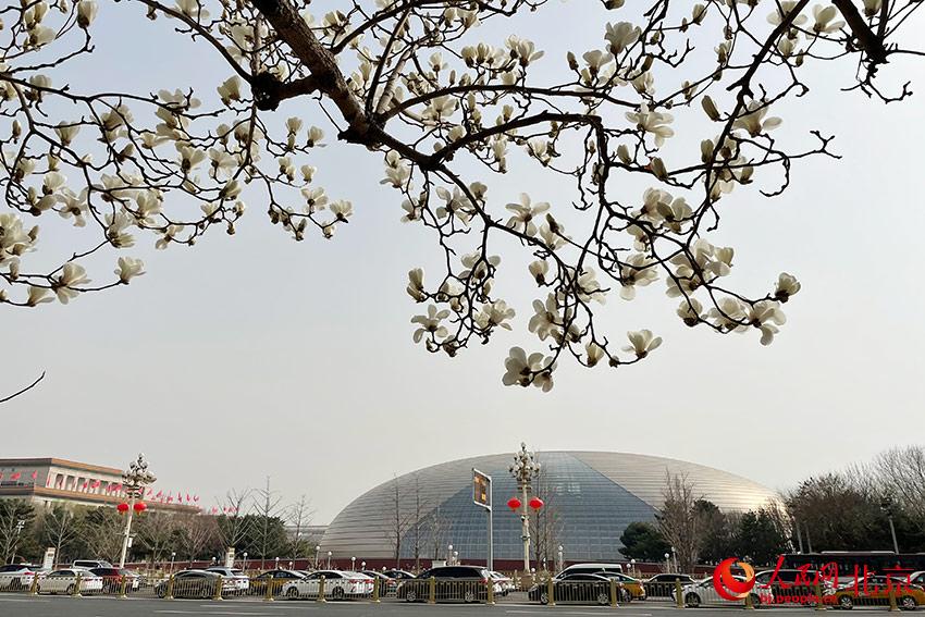 長安街畔玉蘭綻放。人民網(wǎng) 尹星云攝