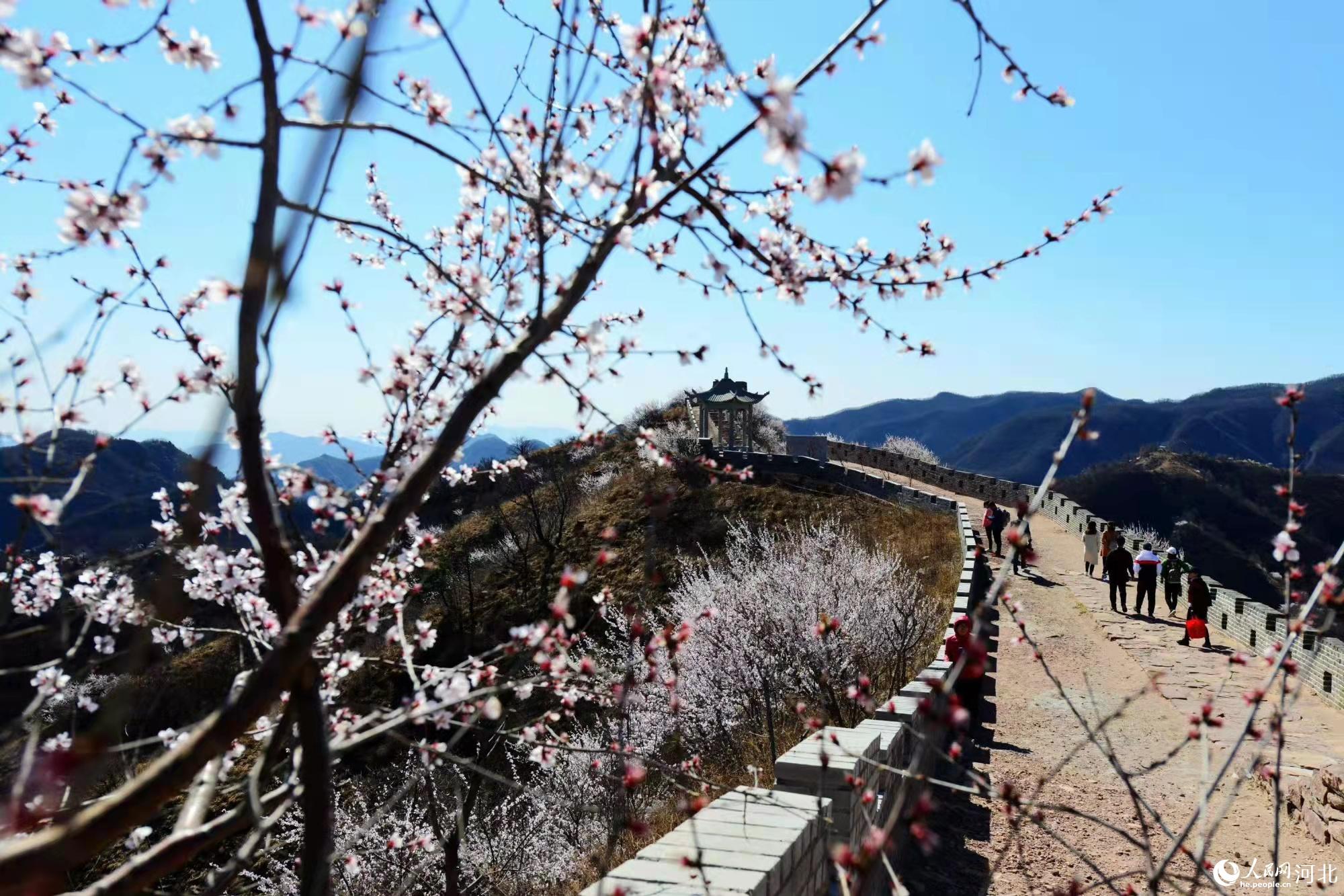 邢臺(tái)九龍峽景區(qū)鮮花盛開。 馬健攝