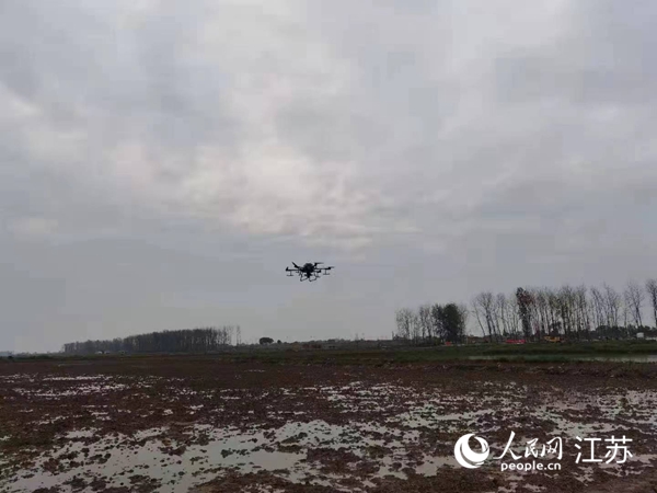 勝利圩高標(biāo)準(zhǔn)農(nóng)田進(jìn)行無人機水稻播種。陽江鎮(zhèn)供圖
