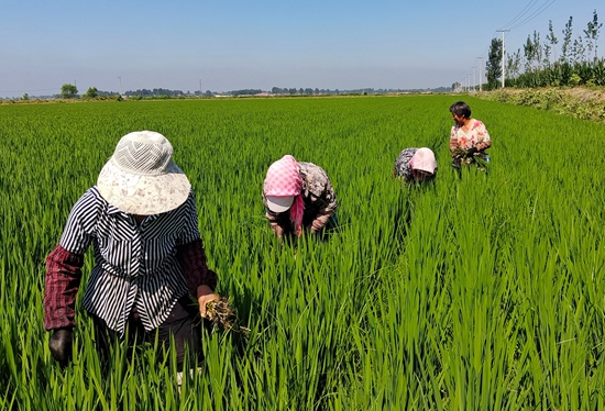 7月15日，農(nóng)民在河北省玉田縣石臼窩鎮(zhèn)王家樓村稻田勞作。 張仁杰攝