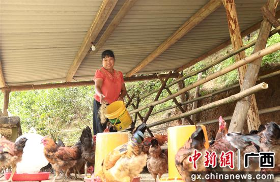 7月4日，在廣西柳州市融安縣大坡鄉(xiāng)崗偉村，脫貧戶藍(lán)遠(yuǎn)仙在給“大坡飛雞”喂食。覃慶和 攝