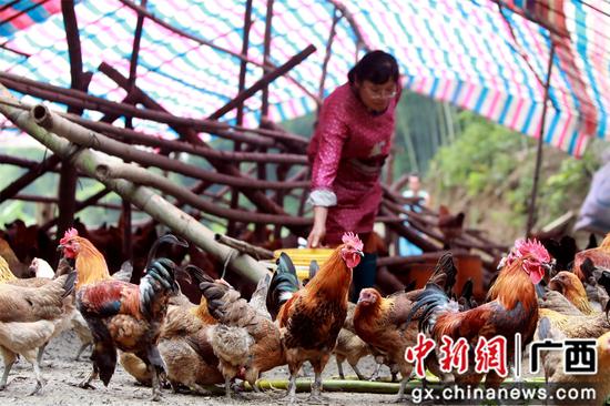 肖益群正在飼養(yǎng)土雞。