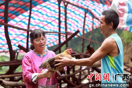 肖益群正在抽查土雞的生長(zhǎng)狀況。