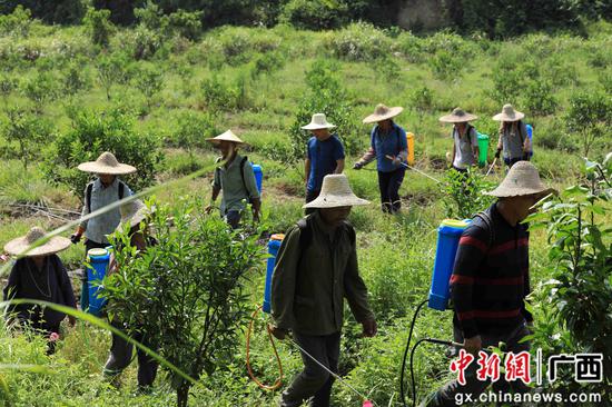 8月18日，在廣西柳州市融安縣大良鎮(zhèn)古蘭村古蘭屯，村民在金桔基地打藥。譚凱興 攝