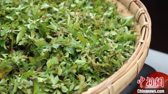 圖為班瑪藏雪茶。　孫睿 攝
