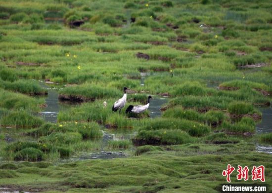 圖為祁連山國家公園青海片區(qū)內的黑頸鶴?！∑钸B山國家公園青海省管理局供圖 攝