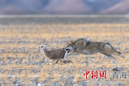 圖為獲獎(jiǎng)作品。同海元供圖