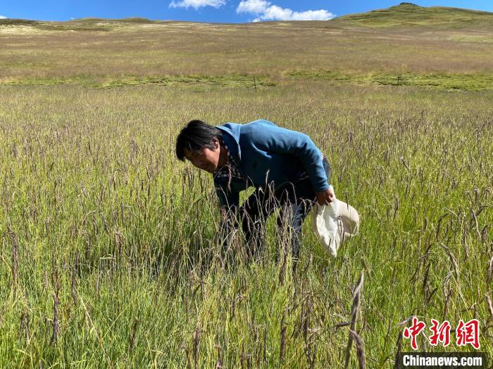 圖為多智正在自家牧場中撿垃圾。　李江寧 攝