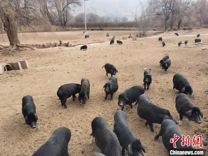 圖為藏香豬。　祁增蓓 攝
