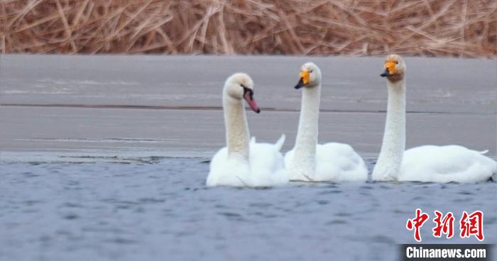 圖為疣鼻天鵝與大天鵝。　青海國家公園觀鳥協(xié)會(huì)供圖 攝