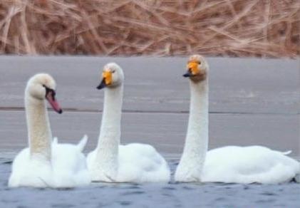 圖為疣鼻天鵝與大天鵝。　青海國家公園觀鳥協(xié)會(huì)供圖 攝