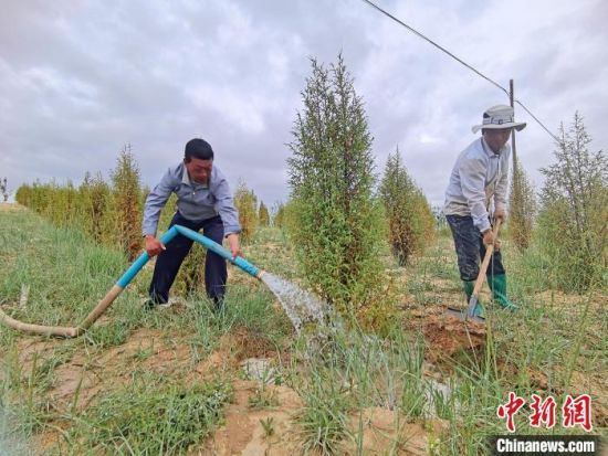 圖為扎西和村民給樹(shù)澆水?！∑钤鲚怼z