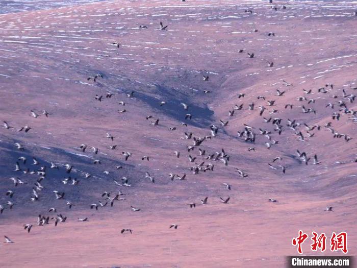 圖為黑頸鶴翔集于青海嘉塘草原上。　青海省玉樹藏族自治州稱多縣委宣傳部供圖