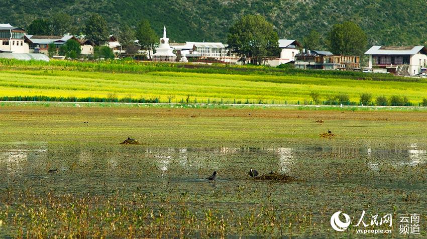 納帕海成為鳥類遷徙停留地。呂昊辰攝