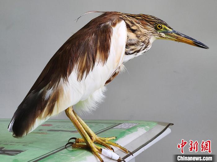 圖為被救助的國家一級(jí)重點(diǎn)保護(hù)動(dòng)物池鷺?！×鴿商?攝