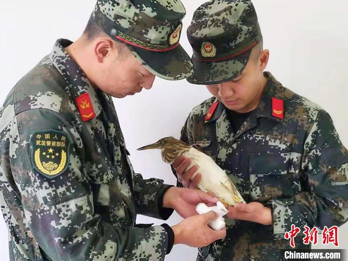 圖為武警官兵正在為國家一級(jí)重點(diǎn)保護(hù)動(dòng)物池鷺包扎?！×鴿商?攝