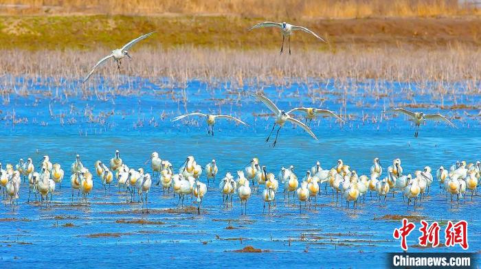 沿海濕地，鳥類天堂?！←}城市委宣傳部供圖