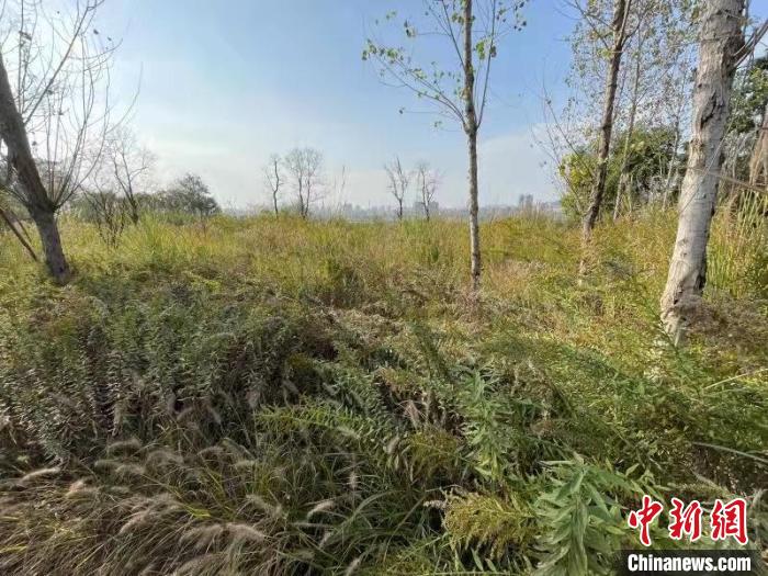 發(fā)現(xiàn)的加拿大一枝黃花?！畈?攝