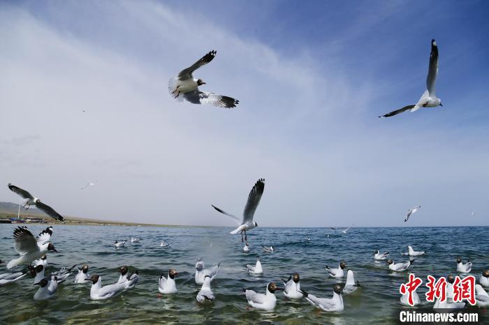 圖為水鳥(niǎo)在青海湖飛翔。　馬銘言 攝
