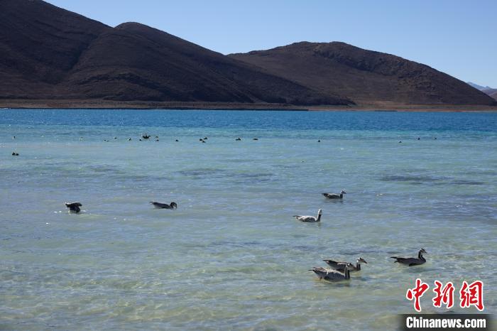 圖為過冬的候鳥在羊湖游弋?！∪轿木?攝