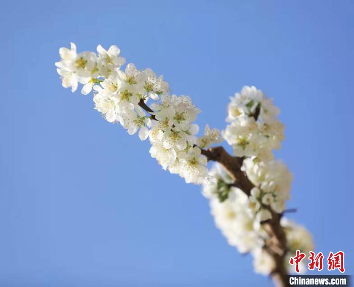 李花盛開?！『吻搴?攝